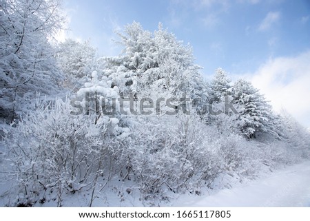 Snowy trees on beautiful mountain trails