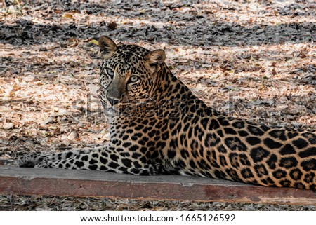Leopard resting on the edge of the jungle