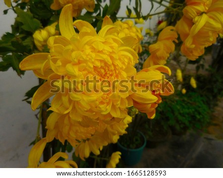 Beautiful yellow chrysanths flower image