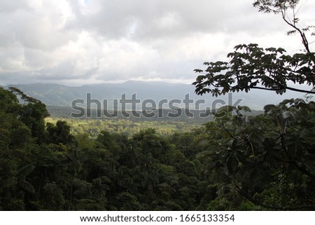 Costa rican primary rain forest jungle