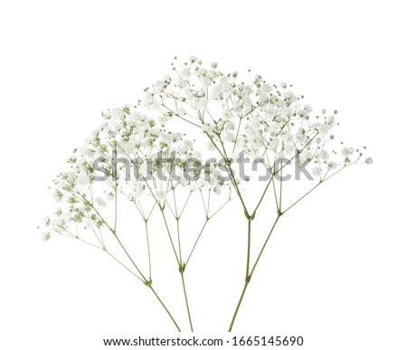 Twigs with small white flowers of Gypsophila (Baby's-breath)  isolated on white background.