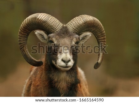 mouflon (Ovis orientalis orientalis) close up portrait. Close-up portrait of mammal with big horn, Czech Republic.  Royalty-Free Stock Photo #1665164590