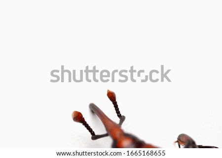 Closeup Sago palm weevil, isolated on white background.