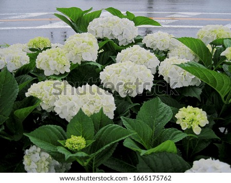 
It is a picture of white hydrangea.