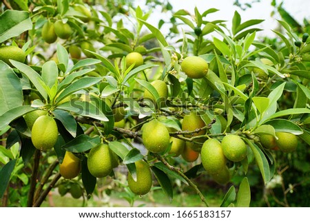 Kumquats fruit on tree background. Fresh green kumquats or cumquats fruit on tree in the garden. Citrus japonica Thunb fruit. (RUTACEAE)