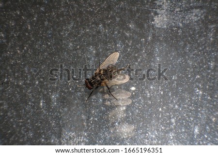 A fly rubbing back legs on a flat surface. A housefly on a glass. Musca domestica. Housefly.