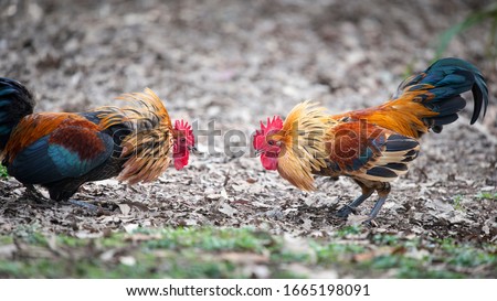 Two angry wild roosters fighting with neck feathers up  Royalty-Free Stock Photo #1665198091
