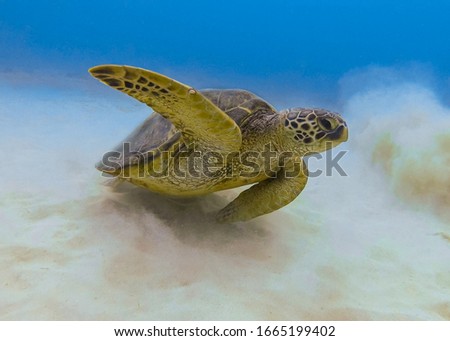 Sea Turtle Underwater in the Ocean with a Waving Fin