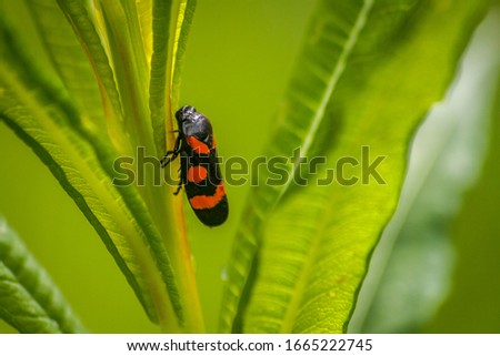 macro picture of an insect