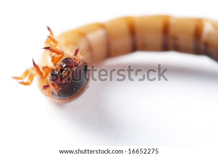 Mealworm isolated on white background