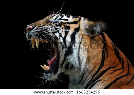 Angry face of sumatran tiger, animal angry, head of tiger sumatera closeup with black background 