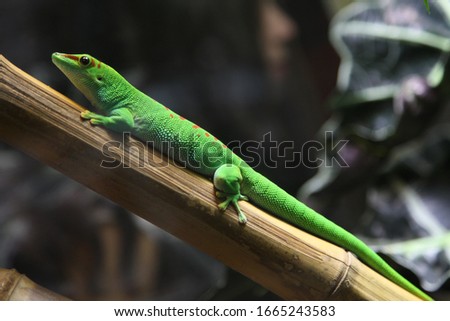 Little green lizard in small aquarium