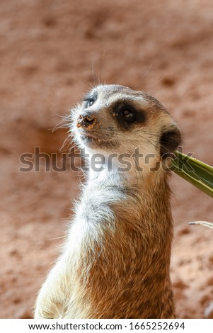 A meerkat hanging out on the rocks in the desert looking around (Suricata suricatta).