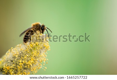 A bee pollinates a catkin flower. Spring Macro picture of a bee and pollen on a yellow blooming willow and natural background.