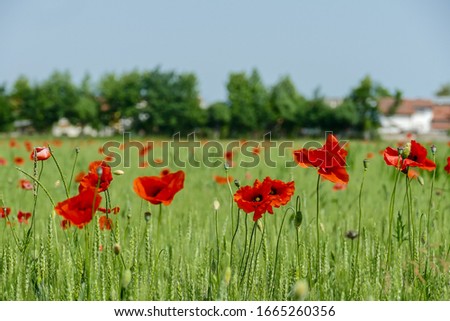 poppies in a field, digital picture taken in Italy, Europe