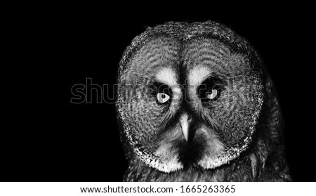 Dramatic photo of a big owl. Great Grey Owl (Strix nebulosa) portrait on the black background.