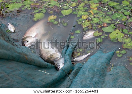 Pictures of some freshwater fish, caught in a fishing net by the lake