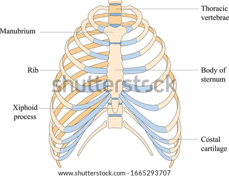 The thoracic cavity vector. Thoracic cage is made up of bones and cartilage along, It consists of the 12 pairs of ribs with their costal cartilages and the sternum. Illustration human bones. Royalty-Free Stock Photo #1665293707