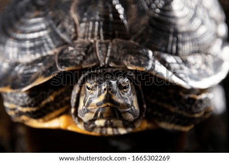 turtle shell on black background
