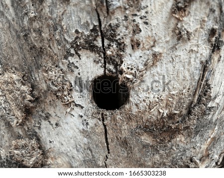 The hole of the worm in the tree Drill holes for living