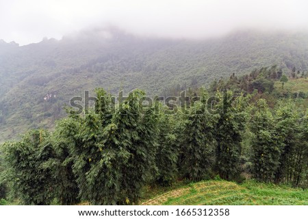 Vietnam Mountain background forested Bamboo plant hills at dawn in the fog. Vietnamese Natural landscape.