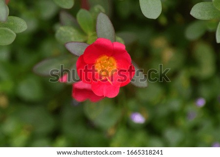 A small red flower in bloom looks yellow flower powder