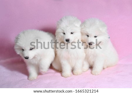 Three beautiful little cute samoyed white dog puppy in the wicker basket on the light pink background. Animal babies picture card. Lovely adorable fluffy pets. Lush fur