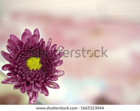 Closeup pink aster Chrysanthemums flower with bright pink blurred background ,sweet color ,macro image , soft focus for card design 