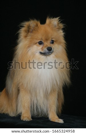 Studio photo of a pensive ginger spitz on a black background