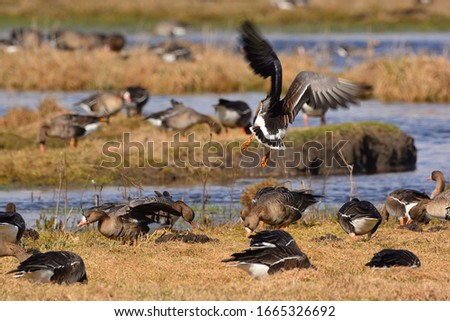 Flying Greater white-fronted goose - Anser albifrons frontalis