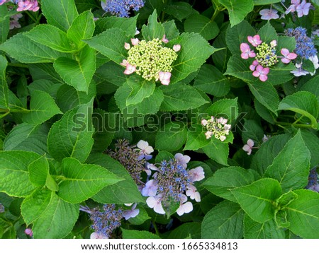 
It is a picture of blue hydrangea.
