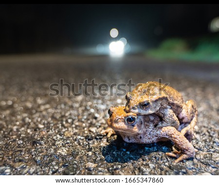 A pair of common toads are at risk of being hit by a car on the road