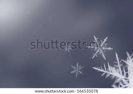 Isolated white snowflakes on blue background