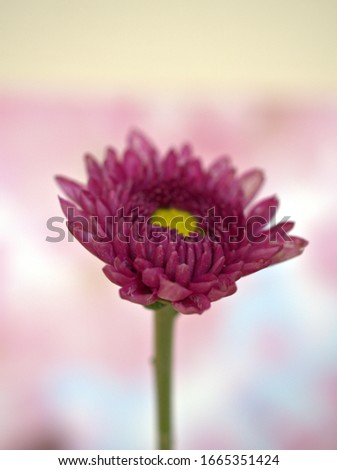Closeup pink flower aster Chrysanthemums with soft selective focus for pretty pink blurred background ,macro image ,delicate dreamy beauty wallpaper ,free copy space ,valentine's day love card, lovely