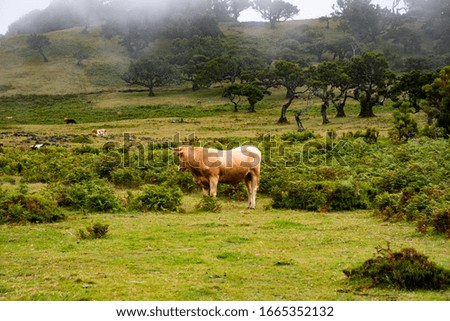 Bull on the meadow. Picture of bull
