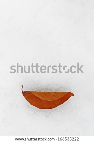 Fallen red leaf on the fresh white snow like a winter smile