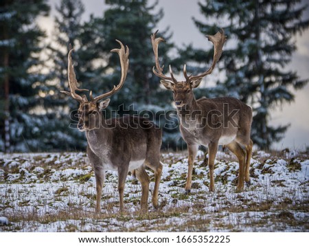 Karlovy Vary, Czech Republic- March 2020: Fallow deer in winter landscape