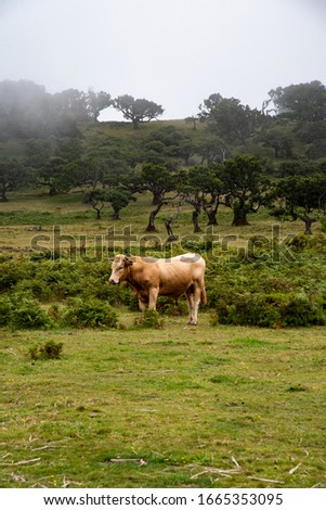 Bulls and cows on pasture. Picture of cattle