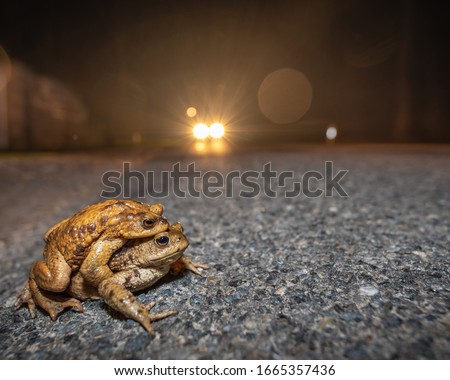 A couple of common toads cross the street at night where a car is approaching
