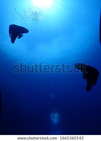 Batfish swimming against the light on the surface. Scuba diving in Papua New Guinea , Rabaul , Kokopo