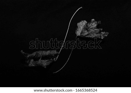 Two faded maple leaves in black and white against black background. Diagonally placed leaves with long stems.