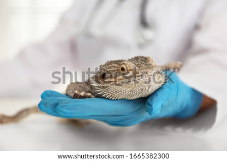 Veterinarian examining bearded lizard on table in clinic, closeup. Exotic pet