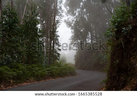 Road in the forest between trees. Photo of the road
