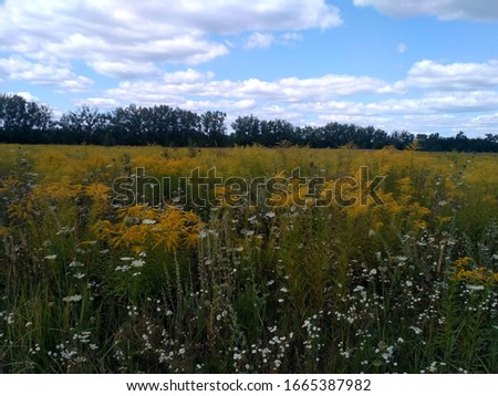 
meadow, yellow-orange grasses grow in the meadow, green trees are visible in the distance and the background is a blue sky with white clouds.
