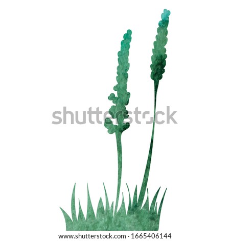vector, isolated, green, watercolor silhouette grass