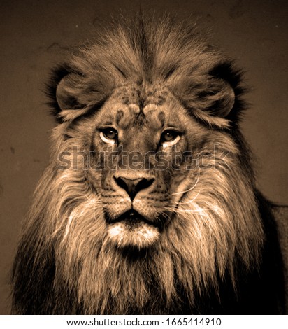 Male lion: Highly distinctive, the male lion is easily recognized by its mane, and its face is one of the most widely recognized animal symbols in human culture.  Royalty-Free Stock Photo #1665414910