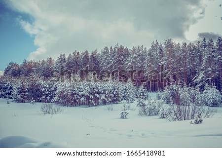 snowy coniferous forest on a sunny day in March