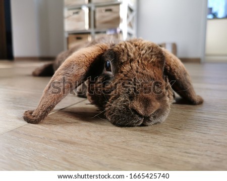 Portrait of pet rabbit lying on floor