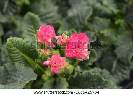 Primrose Girls Delight - Latin name - Primula vulgaris Girls Delight