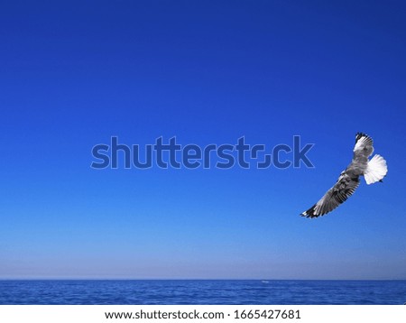 Cape Gulls (seagull) Flying over sea with blue sky